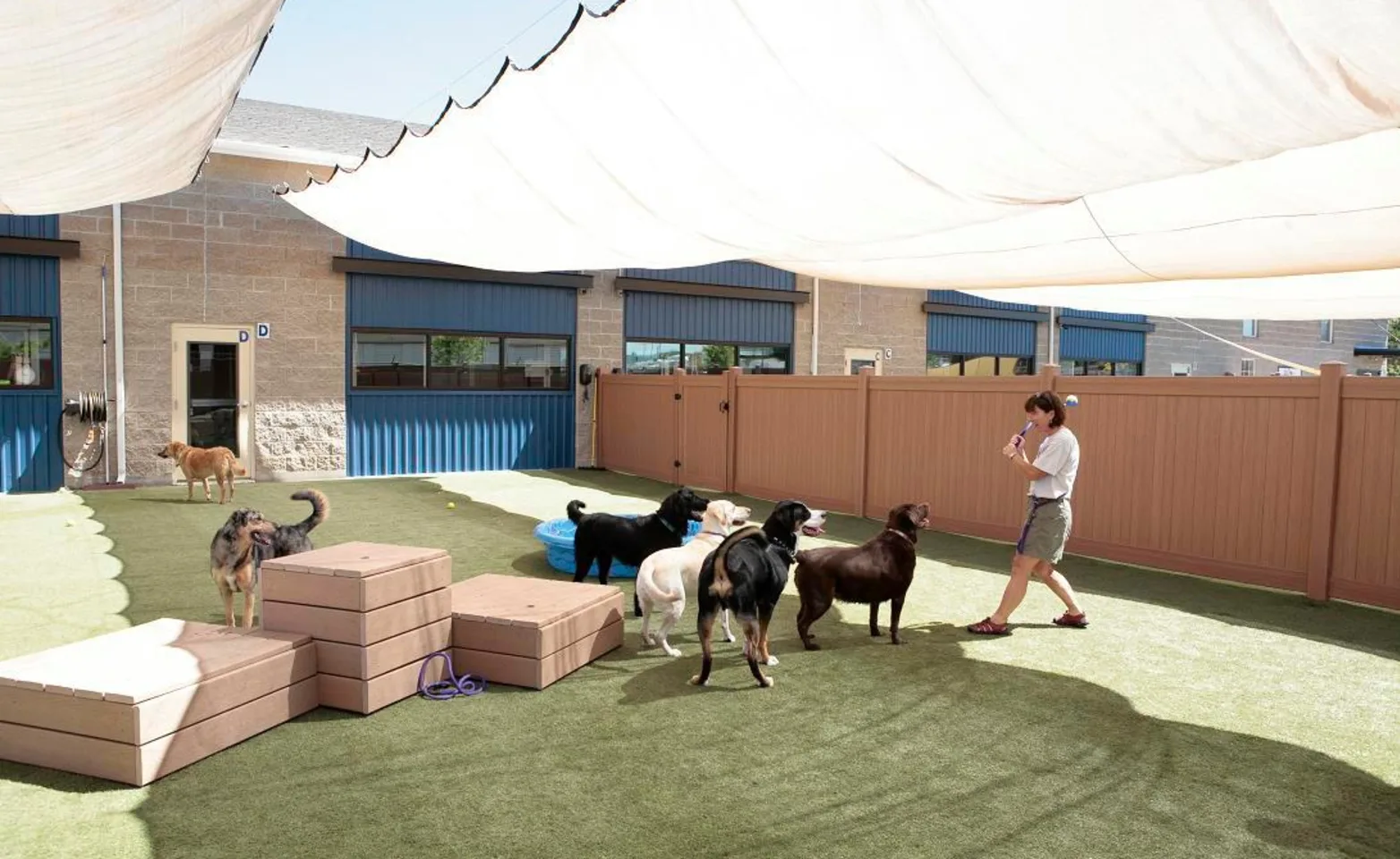 Dogs playing outside with staff member